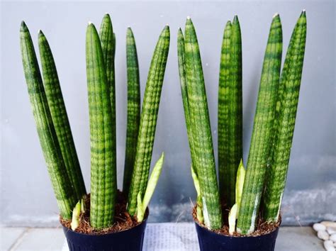Different Types Of Snake Plants Garden Lovers Club Snake Plant