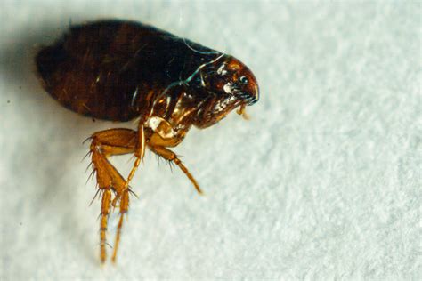 Flea Borne Typhus Outbreak Hits La Area As Disease Reaches Epidemic