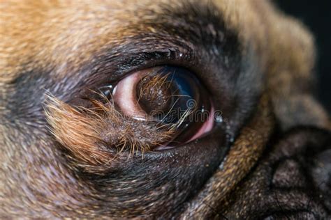 Close Up Photo Of A French Bulldog Eye With Corneal Dermoid Stock Photo