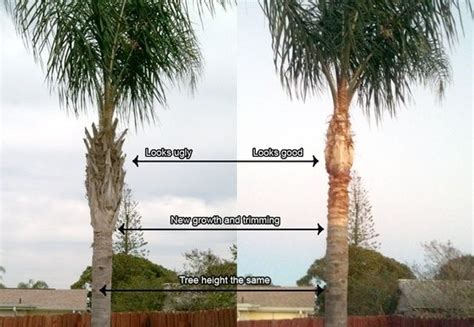 Spikeless Palm Trimming Of Florida Prices Palm Tree Trimming Palm