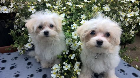 Ruby, my maltese shih tzu puppy, is a beautiful family dog. maltese shih tzu puppies | Stoke On Trent, Staffordshire | Pets4Homes