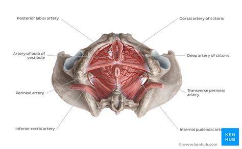 Clitoris Location Structure Diagram Kenhub