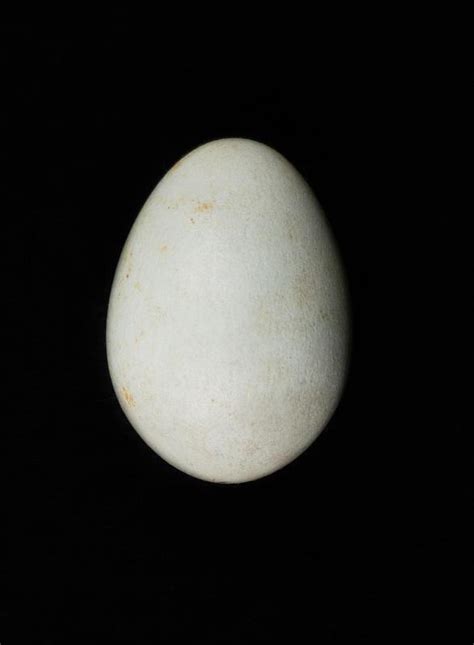 Shrike Egg Shell Tauranga Heritage Collection