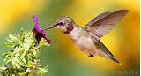 Pictures of What Type Of Flowers Do Hummingbirds Like