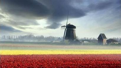 Windmills Tulips Holland Desktop Windmill Resolutions Definition