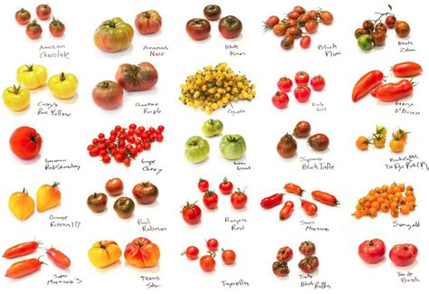 Pin By Obiwan Kenobi On Veggies Fruits And Herbs Types Of Tomatoes