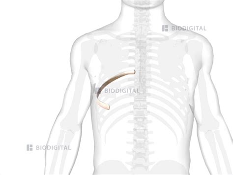 Right Seventh Rib Biodigital Anatomy