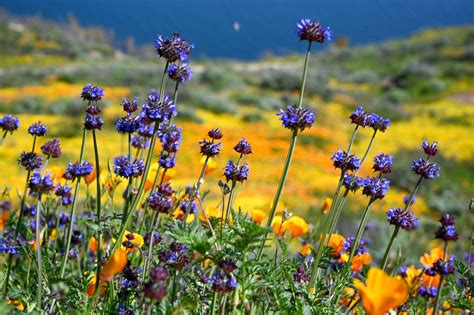 California Wildflowers How To Catch The Spring Blooms The New York Times