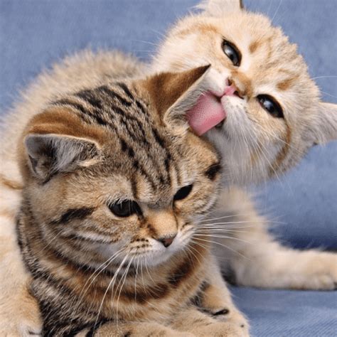 Kompilasi kucing comel manja lucu di dunia 2016 kucing paling lawak di. 50+ Koleksi Gambar Kucing Comel - Dennis G. Zill