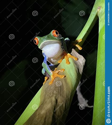 Agalychnis Callidryas Known As The Red Eyed Tree Frog In Costa Rica