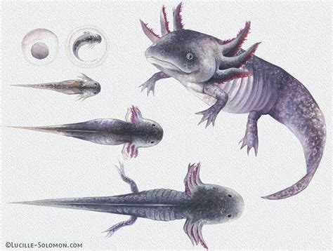 Axolotl Drawing Realistic Axolotl By Ashteritops On Deviantart 10