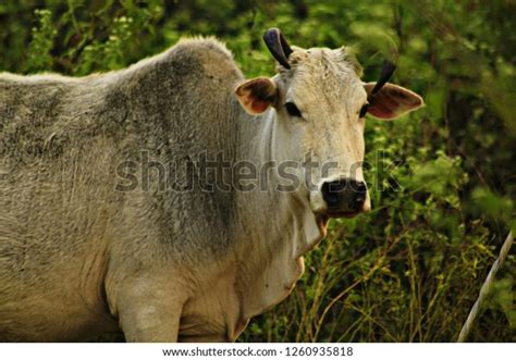 National Animals Nepal Stock Photo 1260935818 Shutterstock