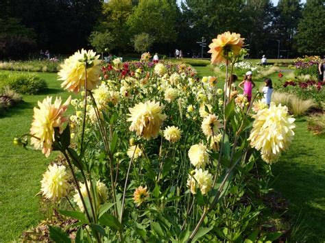 The britzer garten is one of the largest in berlin, and how to a dizzying array of activities. Zartes Rosa bis sattes Purpur: Dahlien-Sonderschau im ...