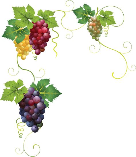 виноград Grapes Wine Art Fruit Illustration