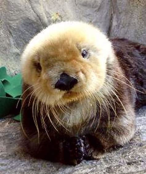 Sea Otter In 2020 Animals Cute Animals Animals Beautiful