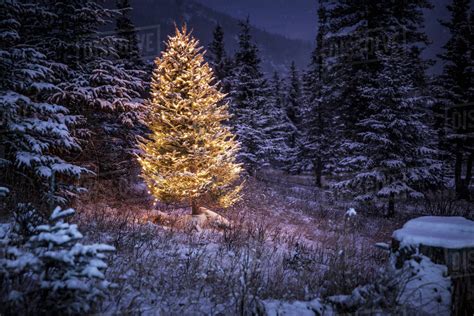 Lighted Christmas Tree In Forest Of Snow Covered Trees In Winteralaska