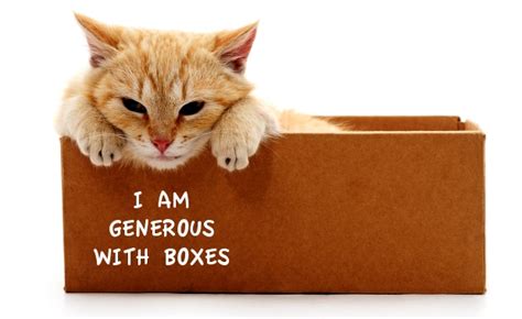 7 affirmations cats would write for personal growth catster