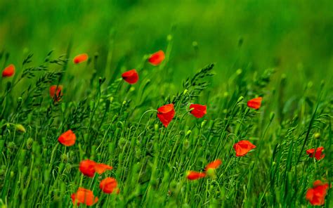 Download Wallpaper 3840x2400 Poppies Flowers Field Grass Blur 4k