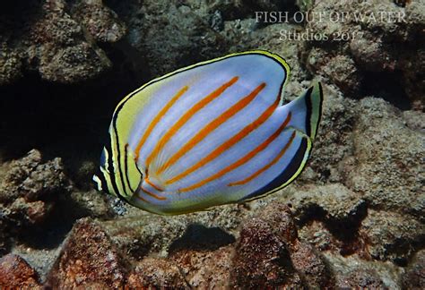 Awesome Fish Spotlight: The Ornate Butterflyfish | Reef ...