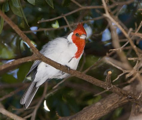 Red Crested Brazilian Cardinal Birds In Photography On Forums