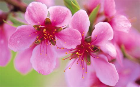 🔥 47 Peach Blossom Wallpaper Wallpapersafari