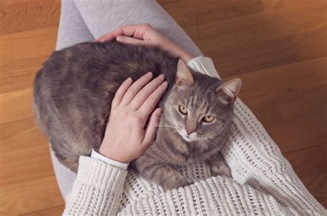 Four Reasons Your Cat Wants To Sit On Your Knee The Kitten Cat Post