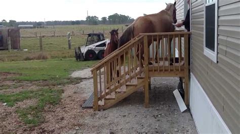 Horse Walking Up Stairs Youtube