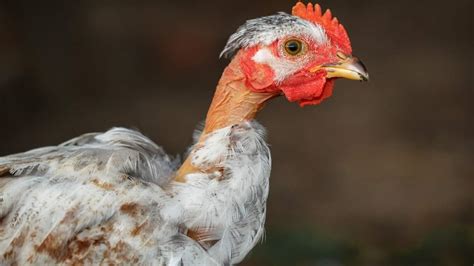 Kel Türken Tavuk Fiyatları 2024 Bakımı ve Özellikleri