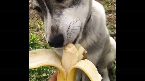 Dog Loves Banana Youtube