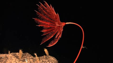 The Incredible Secret Lives Of Sea Lilies And Feather Stars