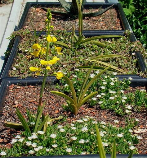 An orchid for a roof. Environmental Rehabilitation and Indigenous Landscape Design: Yellow Ground Orchid Eulophia speciosa