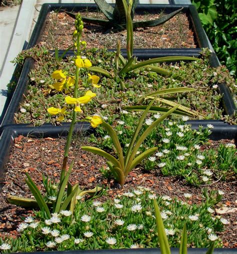 Popularly known as the moth orchids, phalaenopsis orchids are a common favorite among orchid lovers because they are resilient and the easiest to grow indoors. Environmental Rehabilitation and Indigenous Landscape Design: Yellow Ground Orchid Eulophia speciosa