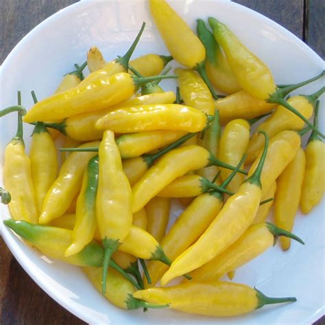 Eco Grow Your Own Hot Lemon Chilli Plant Kit By Plants From Seed