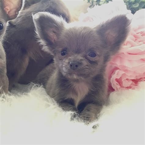 Chihuahua Puppies For Sale | Pittsburgh, PA #243158