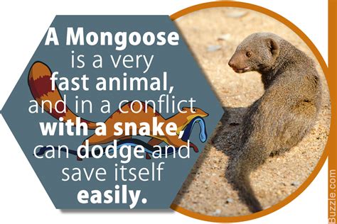 Simply Spellbinding Facts About The Mongoose