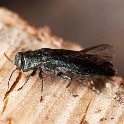 Pest Id Wood Boring Beetle Proactive Pest Control