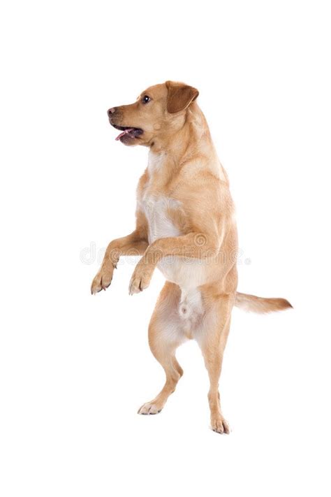 Standing Dog A Goldenfawn Labrador Retriever Dog Standing On Its