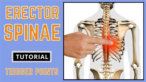 Trigger Point Release Erector Spinae Youtube