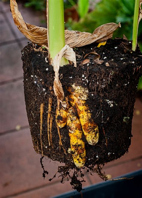 Turmeric Plant Curcuma Longa Medicinal Root Sow Exotic