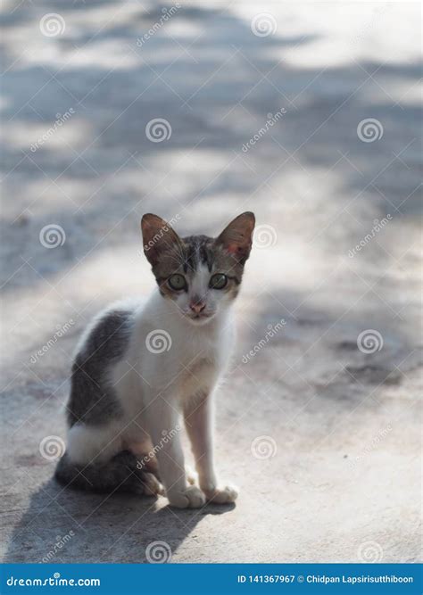 Cute Cat Clinging To Sit On The Concrete Floor With Sunlight Morning