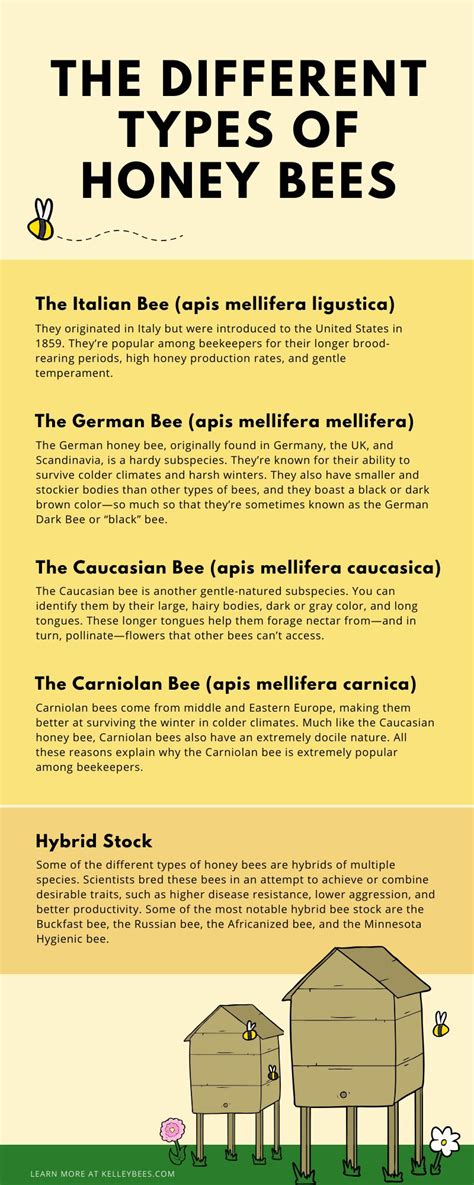 The Different Honey Bee Species Types Of Honey Bees