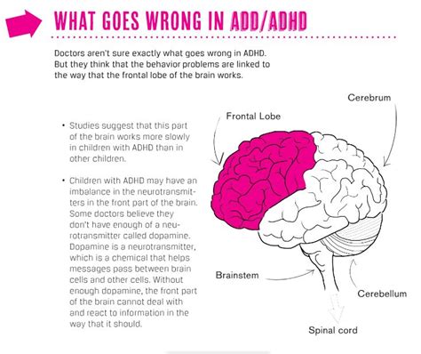 How Does An Adhd Brain Work