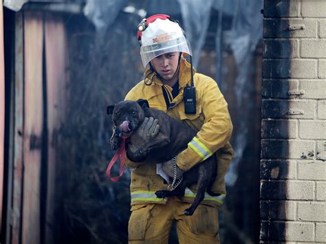All cats and 30 dogs in pet boarding house die in Australia bush fire ...