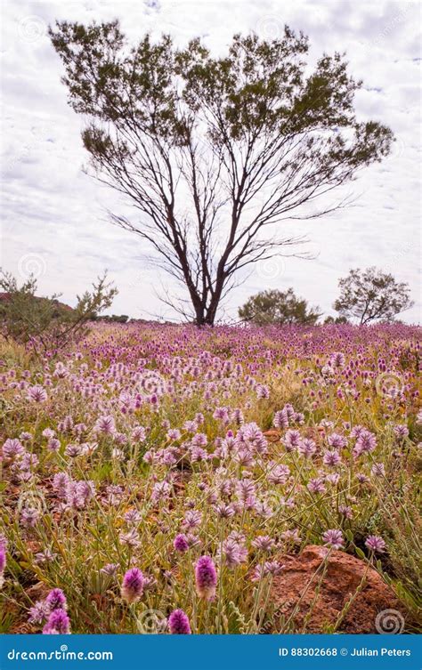 Pink Mulla Mulla Wildflowers Blooming In Australian Outback Stock Photo