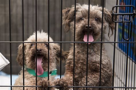 Puppy Mill Rescue Ohio Puppies