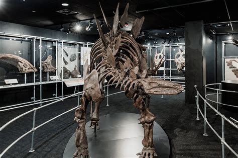 Cosi Dinosaur Gallery