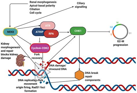 Genes Free Full Text Nephronophthisis Pathobiology And Molecular