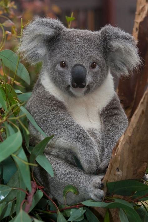 Koala 7 Birds And Animals Native To Australia