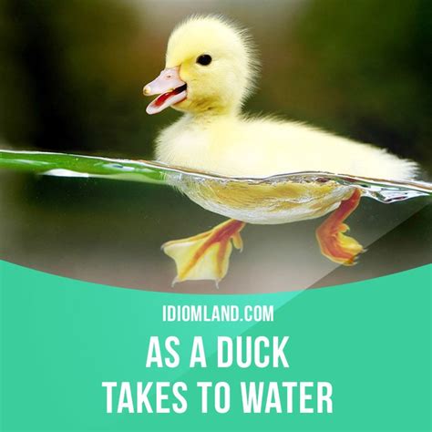 Idiom Land On Twitter As A Duck Takes To Water Means Easily And