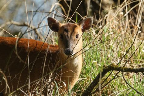 A Beautiful Female Muntjac Deer Muntiacus Reevesi Feeding In The